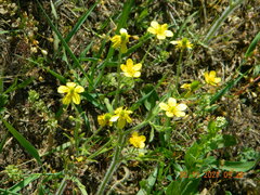 Ranunculus oxyspermus
