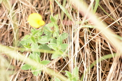 Fabaceae