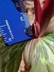 Trillium maculatum