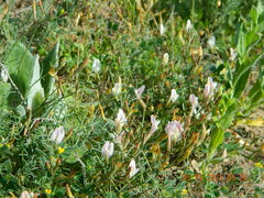 Astragalus ucrainicus