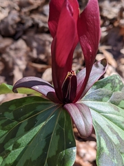 Trillium maculatum