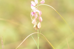 Polygala hottentotta