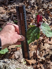 Trillium maculatum
