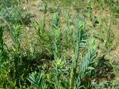 Euphorbia seguieriana