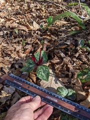 Trillium maculatum