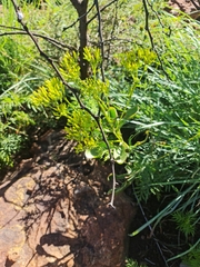 Kalanchoe paniculata