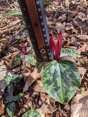 Trillium maculatum