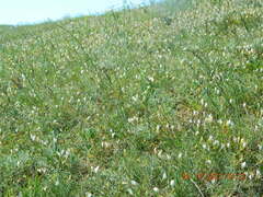 Astragalus ucrainicus