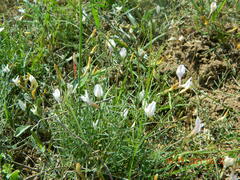 Astragalus ucrainicus