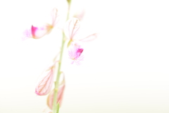 Polygala hottentotta