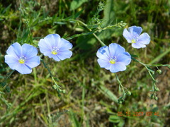 Linum austriacum
