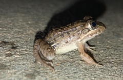 Leptodactylus macrosternum