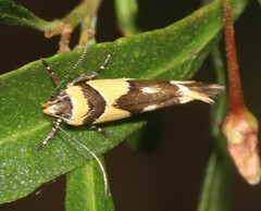 Macrobathra chrysotoxa