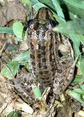 Leptodactylus macrosternum