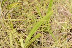 Hypoxis obtusa