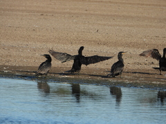 Nannopterum brasilianum