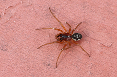 Pachygnatha listeri