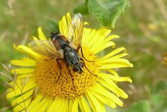 Eriothrix rufomaculata