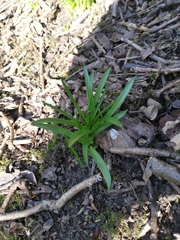 Hyacinthoides non-scripta