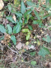 Lardizabala biternata