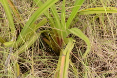 Hypoxis obtusa