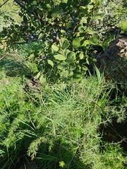 Dombeya rotundifolia