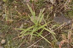 Ledebouria luteola