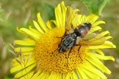 Eriothrix rufomaculata