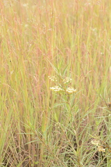 Gomphocarpus fruticosus