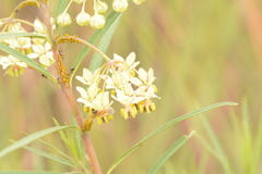Gomphocarpus fruticosus