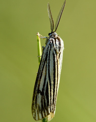 Spiris striata