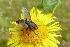 Eriothrix rufomaculata