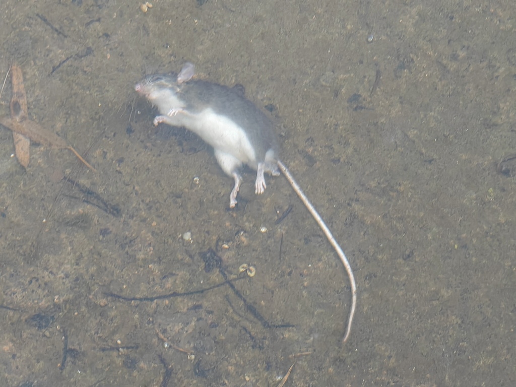 Niviventer lotipes in October 2022 by rodent_enthusiast. Its scientific