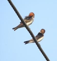 Petrochelidon fluvicola