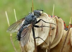 Eriothrix rufomaculata