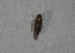 Scaphoideus omani