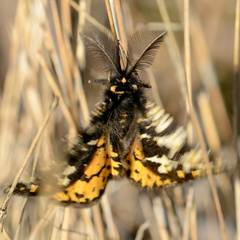 Eurranthis plummistaria