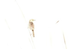 Cisticola tinniens