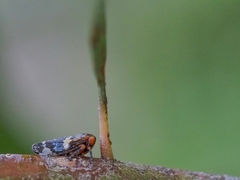 Eurymeloides punctata