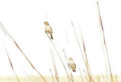 Cisticola tinniens