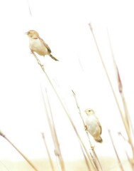 Cisticola tinniens