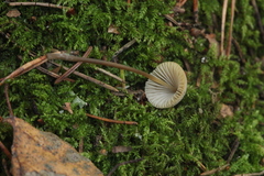 Mycena viridimarginata