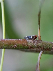 Eurymeloides punctata