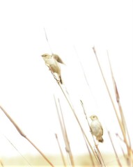 Cisticola tinniens
