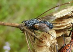 Eriothrix rufomaculata