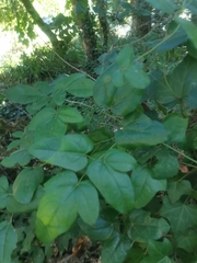 Lardizabala biternata