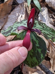 Trillium maculatum