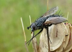 Eriothrix rufomaculata