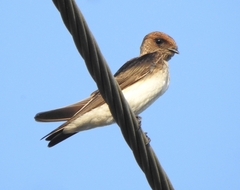 Petrochelidon fluvicola