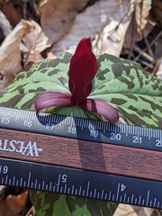 Trillium maculatum
